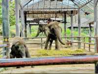 Hua Hin Safari & Adventure Park 