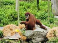 Melbourne Zoo