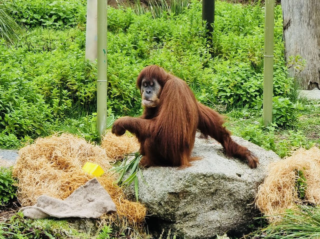 Melbourne Zoo