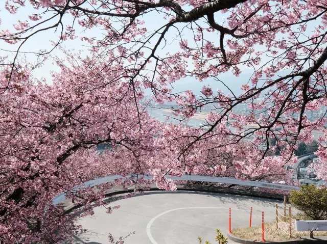 松田山ハーブガーデンで富士山と桜を🌸