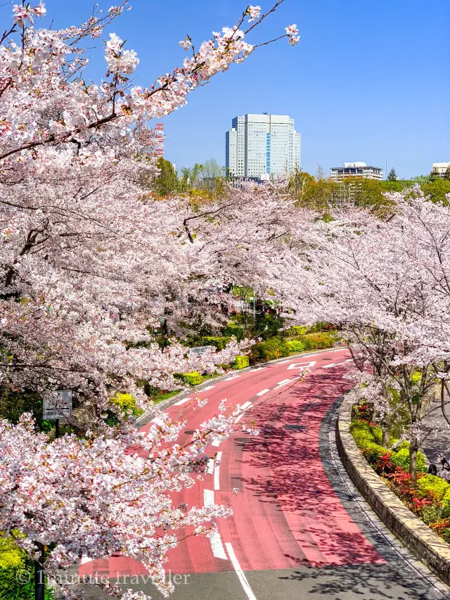 都会的な風景と桜のコラボが美しい、東京ミッドタウンと六本木ヒルズ