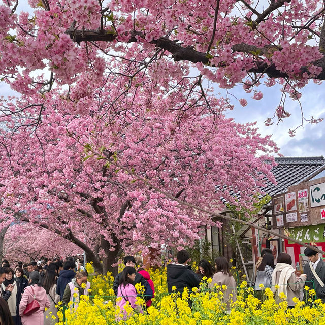 Kawazu Sakura festival in Japan