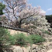 【慶州 佛國寺】世界文化遺產 賞櫻熱門地點🌸