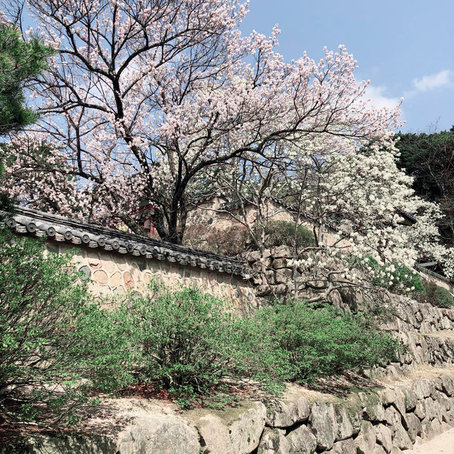 【慶州 佛國寺】世界文化遺產 賞櫻熱門地點🌸