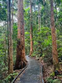 Beautiful Rainforest in Queensland, Aus 🇦🇺