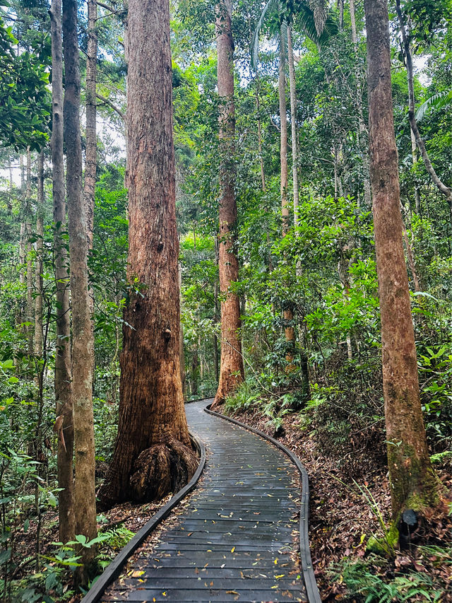 Beautiful Rainforest in Queensland, Aus 🇦🇺