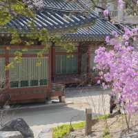 서울 봄나들이 명소 덕수궁
