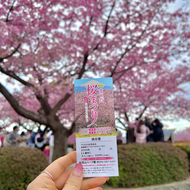 겨울에 피는 일본 도쿄 근교 카와즈 벚꽃 마츠리 축제🌸