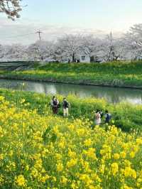 ชมซากุระกับดอกนาโนะฮานะ ที่ Kuki, Saitama 🌸🌼