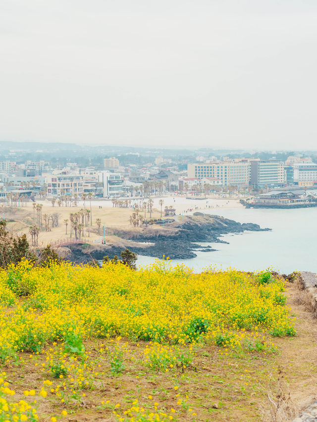 🌼제주 동쪽 유채+바다+노을 명소 [서우봉]☀️