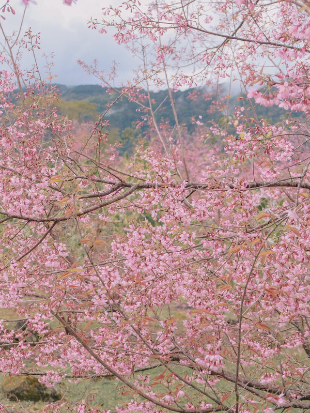 เชียงใหม่ก็มีดอกซากุระ 🌸
