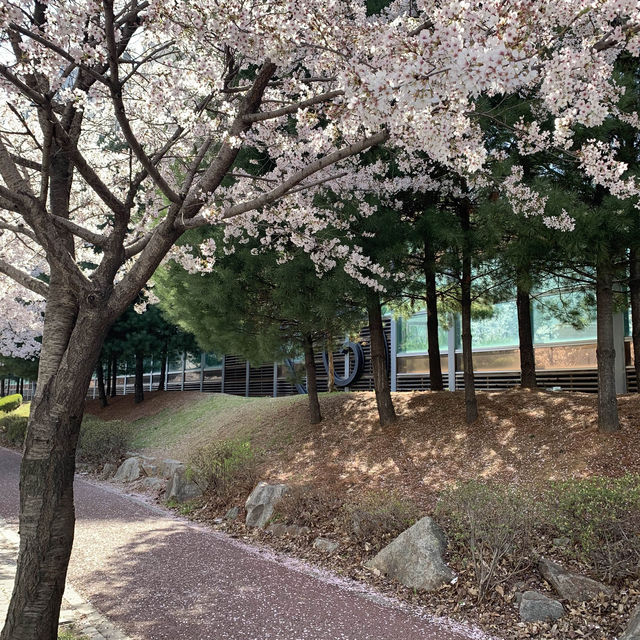 오송 벚꽃맛집 호수공원