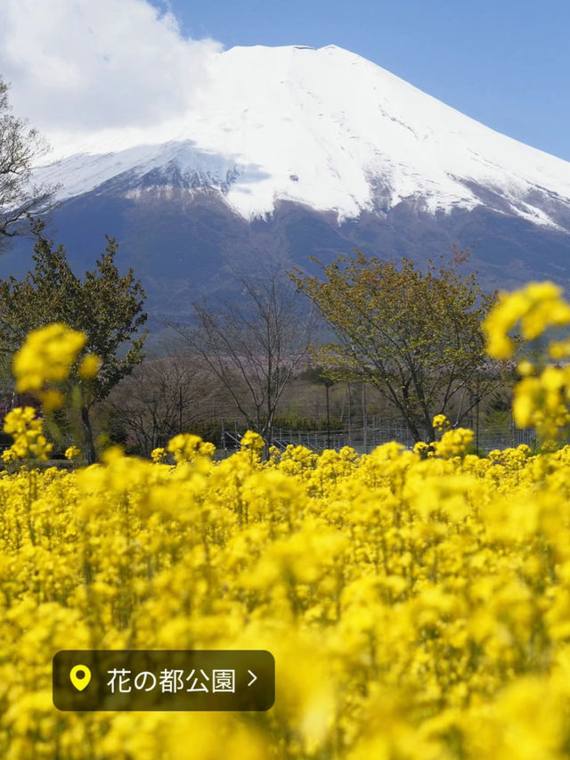 富士山とネモフィラが同時に見られる！山中湖花の都公園
