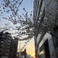 【今の時期桜がきれいな寺院】祥雲寺