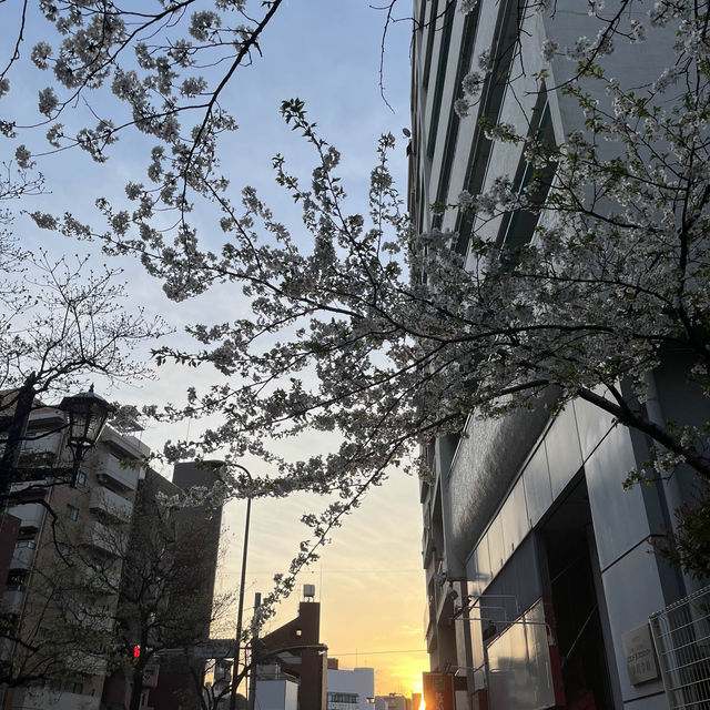 【今の時期桜がきれいな寺院】祥雲寺