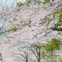🌸ชมซากุระที่ถนนซากุระSugi no baba
