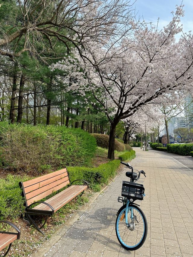 사람 적고👍 벚꽃 많은🌸 안양천