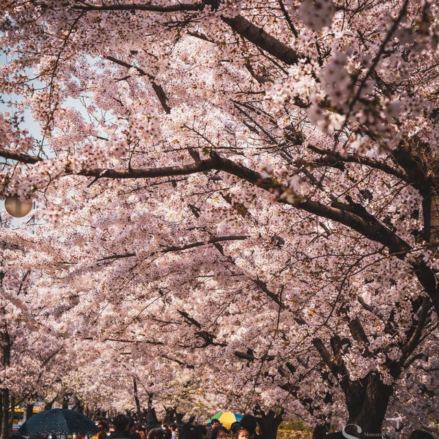 Beautiful Spring of Yeouido Hangang Park