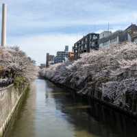 桜満開の目黒川