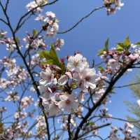 【東京市區】目黑川櫻花賞，寫意舒適