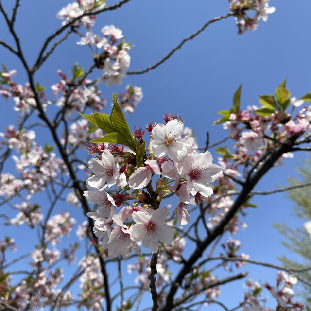 【東京市區】目黑川櫻花賞，寫意舒適