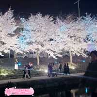 Cherry Blossom Festival in Cheonan