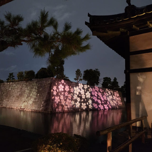 世界遺產二條城-絕美夜樱點燈的數位藝術展🌺