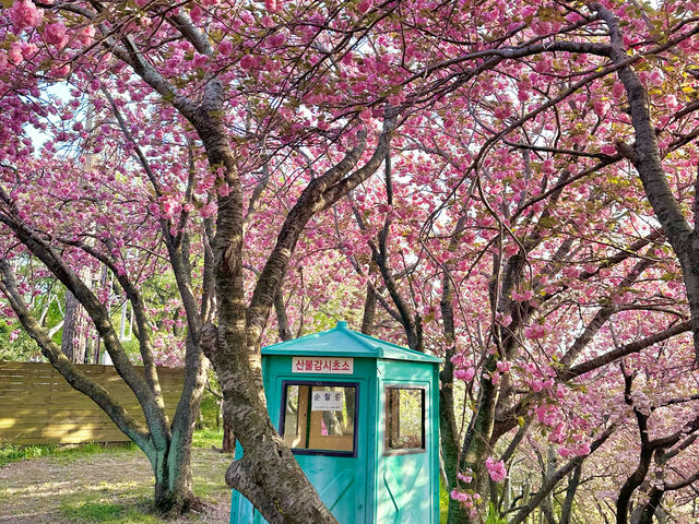 부산 겹벚꽃 제일 예쁜 민주공원🌸