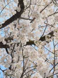 【福島 会津若松】約1000本のソメイヨシノ🌸に囲まれたお城🏯鶴ヶ城