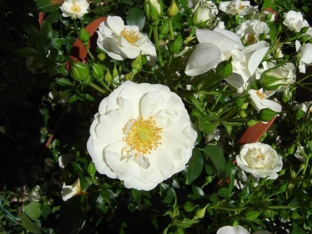 ヴィテルボの花祭り