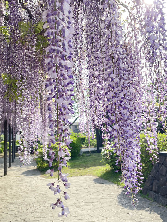 【玉敷神社のフジ/埼玉県】紫色が美しい関東有数の藤スポット 