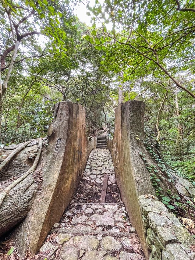 【沖縄】本島の北部にある大自然の散策路