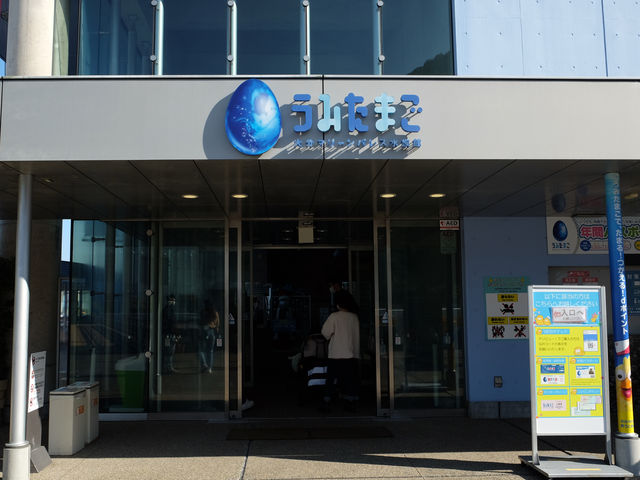 【福岡大分】海洋之卵水族館:海豚、海象表演,特別旅遊體驗 【福岡大分】海洋之卵水族館:海豚、海象表演,特別旅遊體驗