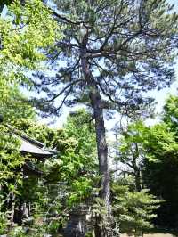 【上高田氷川神社/東京都】多様な古木に囲まれた神社