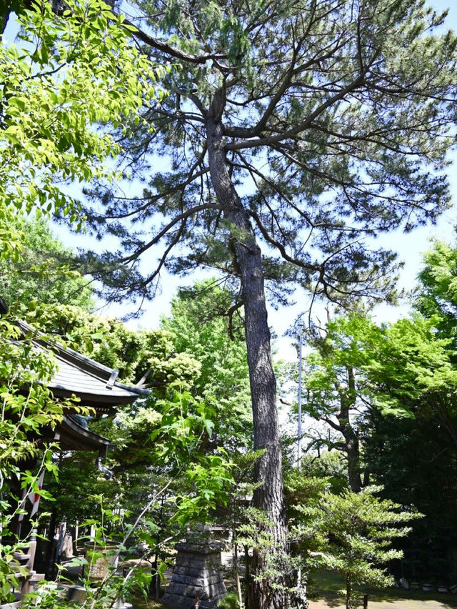 【上高田氷川神社/東京都】多様な古木に囲まれた神社
