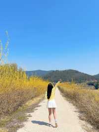 🌼지금 당장 가야하는 하동 개나리 뚝방길🌼