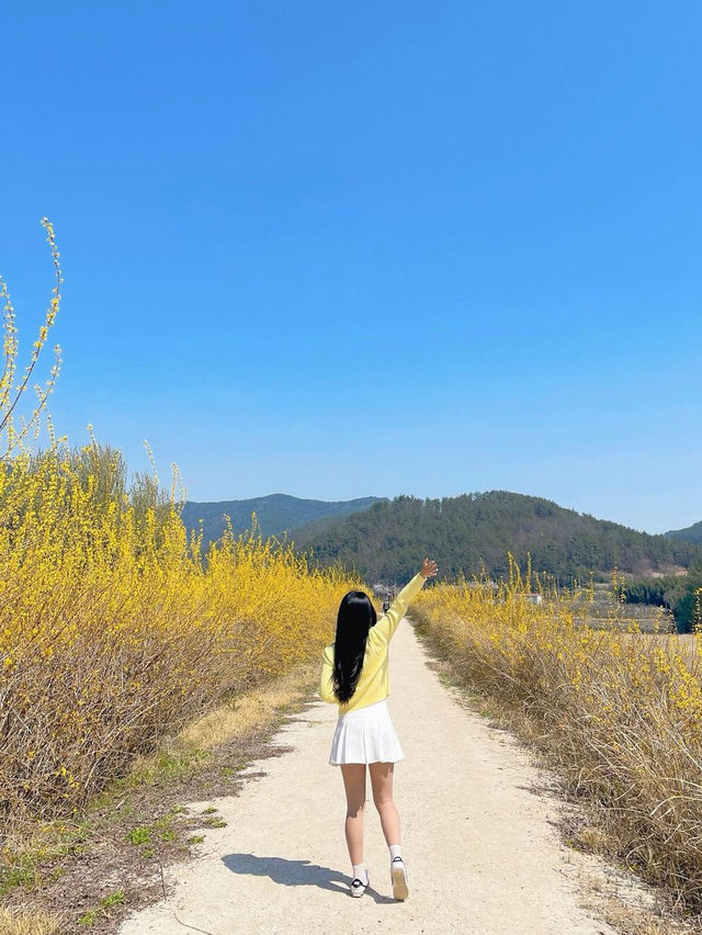 🌼지금 당장 가야하는 하동 개나리 뚝방길🌼
