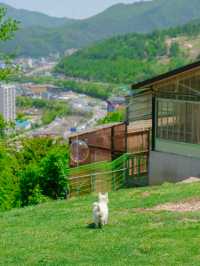 해발 800m에 위치한 한국의 K-알프스⛰️💚