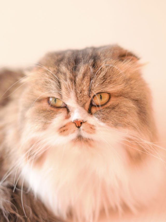 【東京/町田】雨の日も関係ない🐱ねこカフェで癒されよう🥹