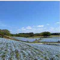【福岡観光】園内お花で埋め尽くされていて素敵