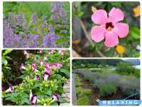 【東京近郊】賞花河口湖大石公園（2）注意花期才能樂而忘返‼️