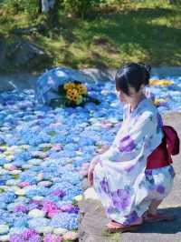 〜神奈川県〜ココは絶対行って！絶景無料あじさいスポット✨