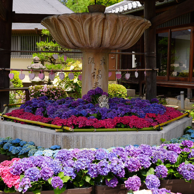 京都のあじさいスポット【三室戸寺】