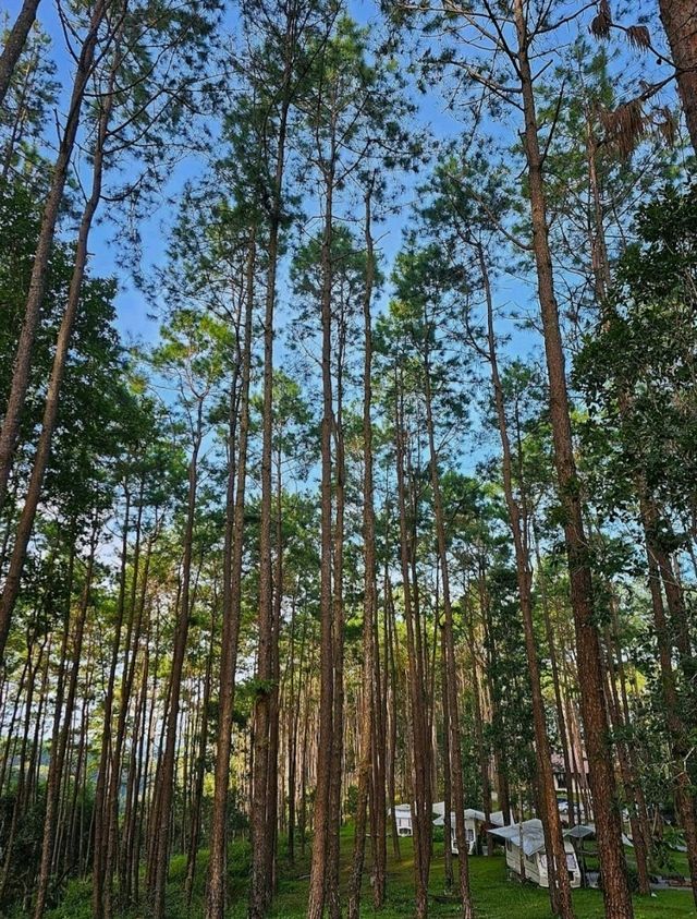 เที่ยวสวนสนน่าฝน นอนบนรถบ้าน - เชียงใหม่