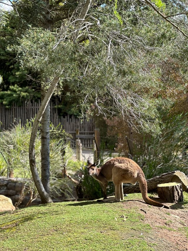 【美國旅行🧳】聖地亞哥動物園打卡！