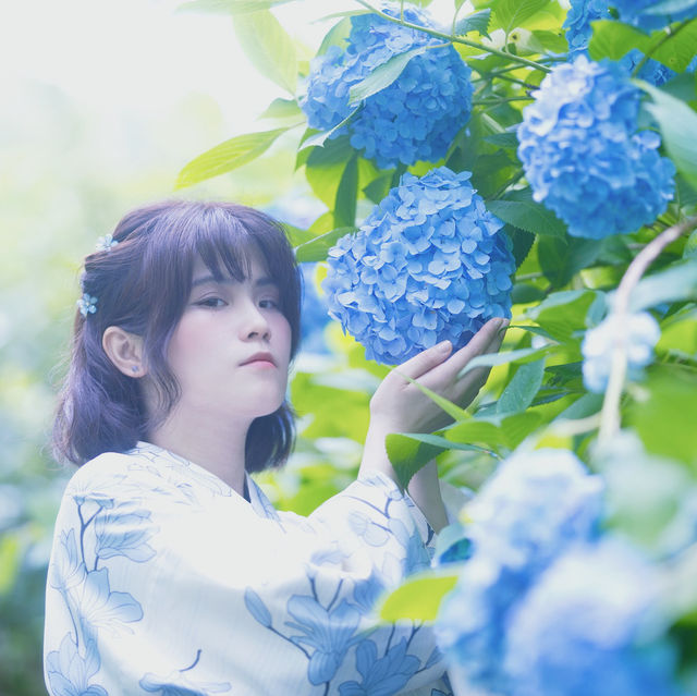 【鎌倉】明月院：6月繡球花拍照好地，建議早上前往避免人潮