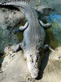 The first and largest crocodile farm in northern Sarawak🇲🇾