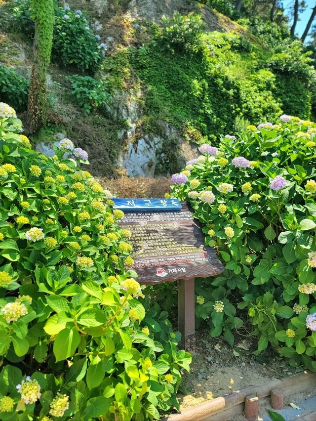 거제 수국 탑티어 저구항💜