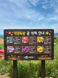 경비행기를 볼수있는 함안 악양둑방길