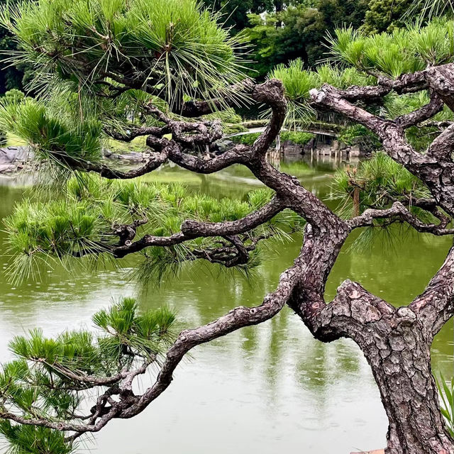 「百合之原公園」繽紛花海，心曠神怡
